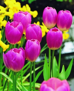 Tulpen Blenda